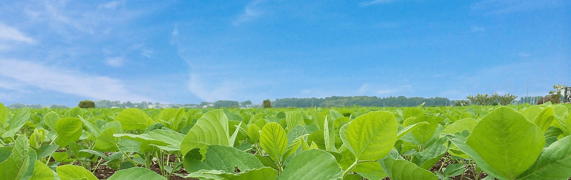 ご好評なカット野菜お届けサービス